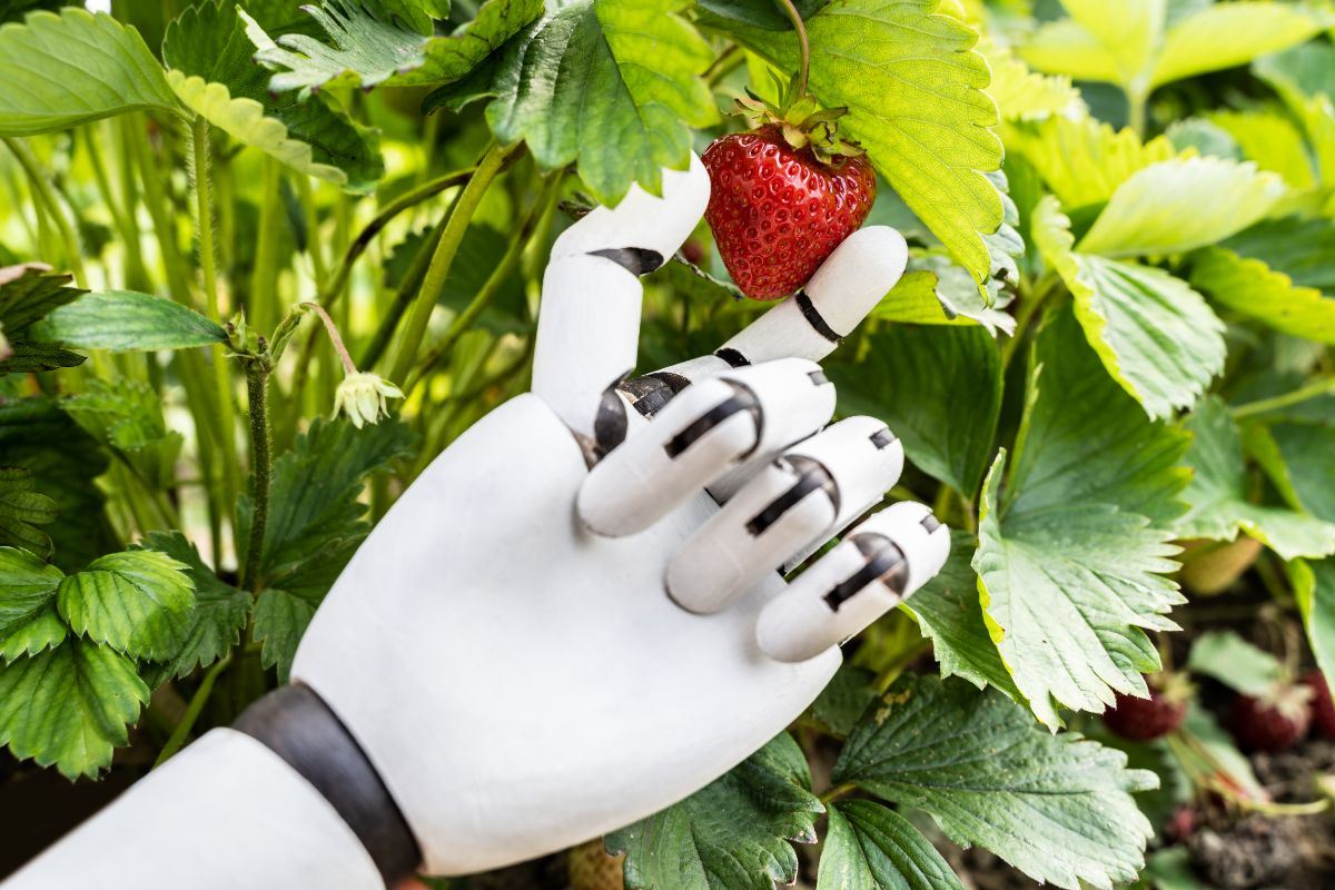 mechaniczne ramię robota sortuje zebrane truskawki na przenośniku taśmowym