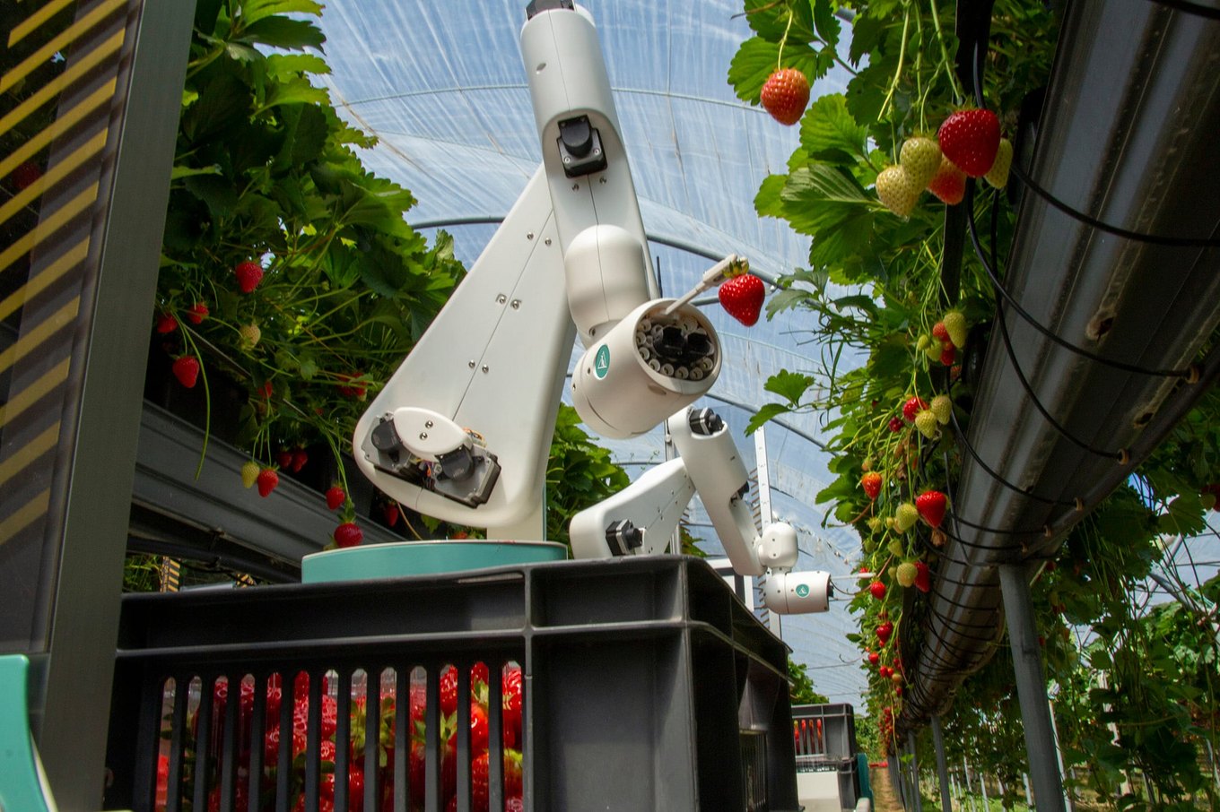 flota robotów pracuje na polu truskawkowym w tandemie