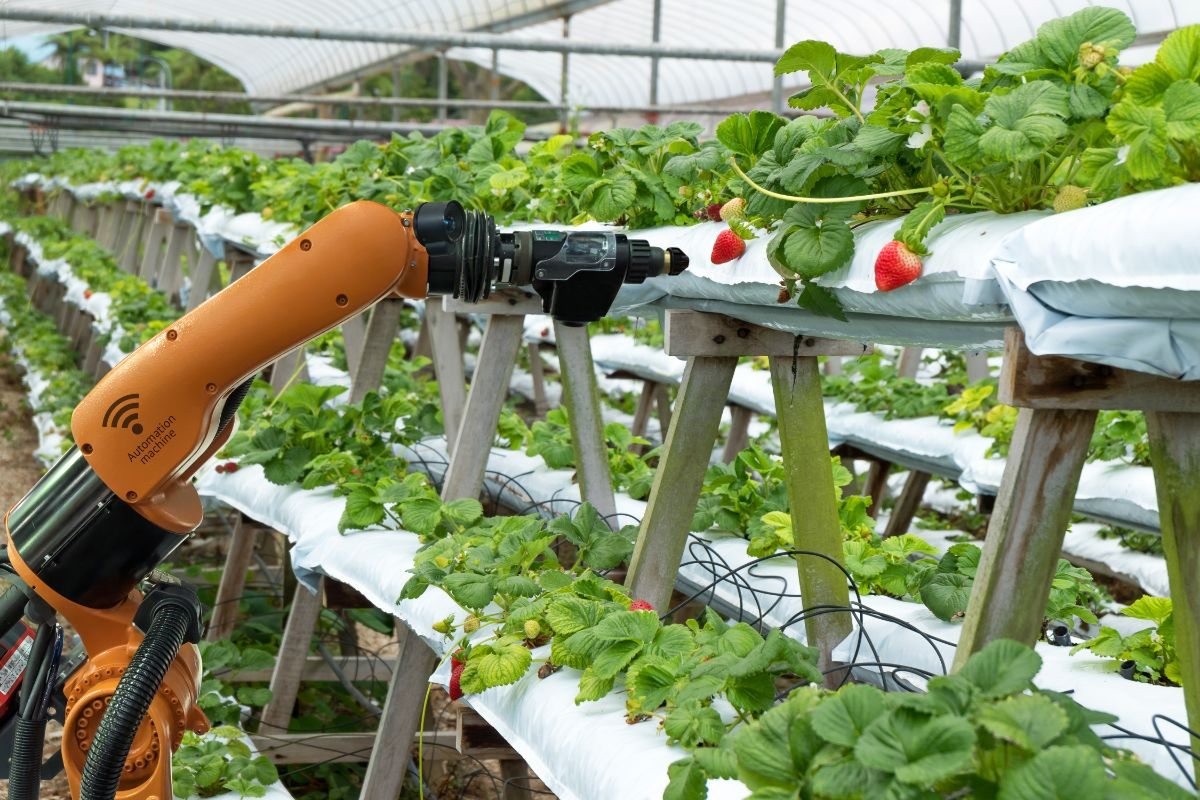 robot zbierający truskawki na polu z użyciem nowoczesnych maszyn rolniczych