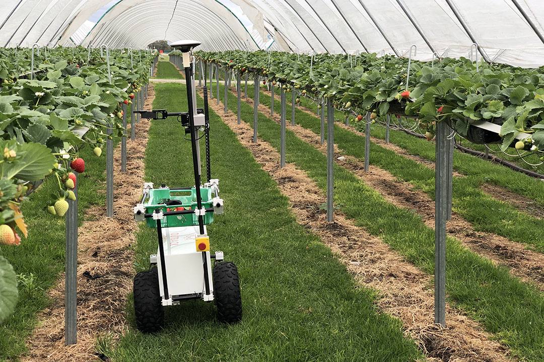 rolnik monitoruje pracę robotów polowych nadzorując proces zbioru
